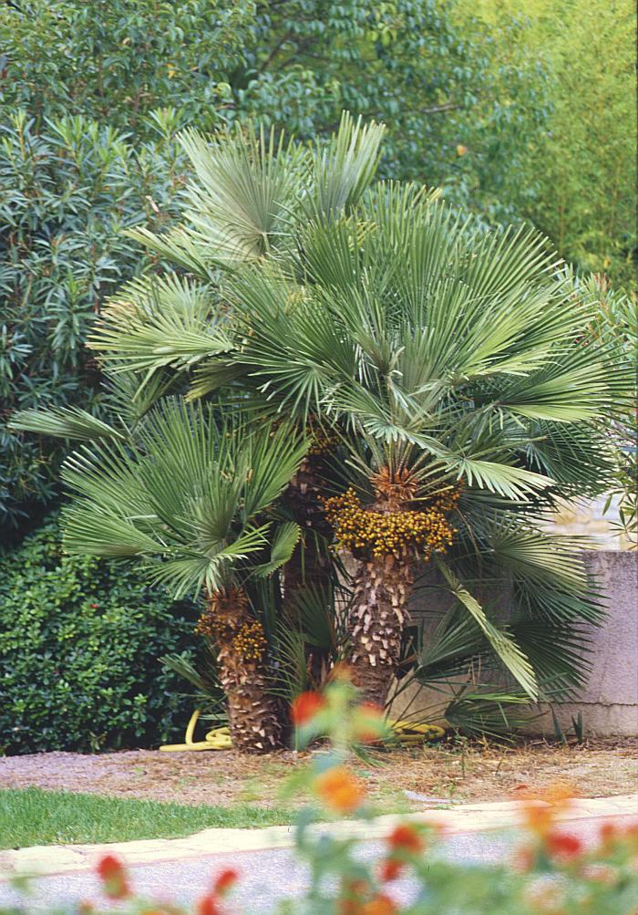 Arecaceae