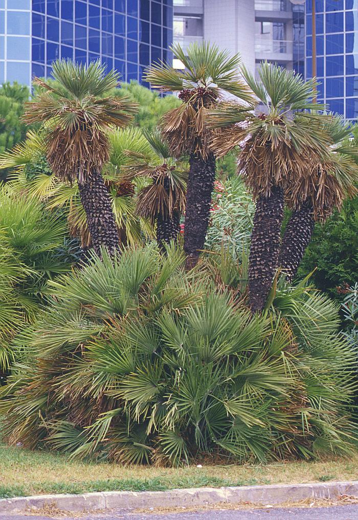 Arecaceae