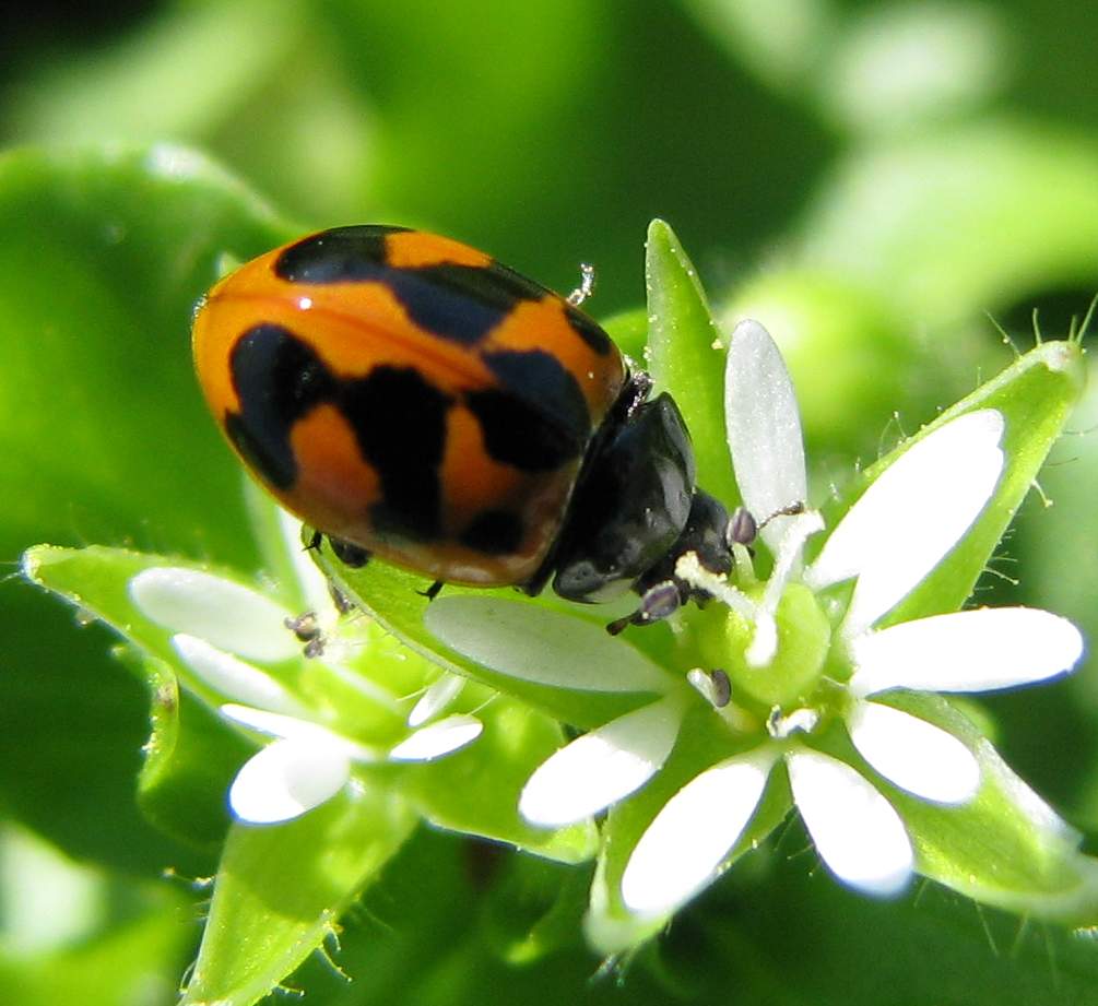 coccinella minneapolis