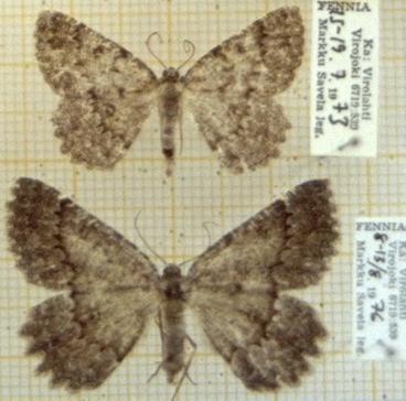 ... obscurata moths and butterflies of europe mbe gnoph