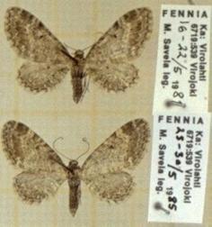 Eupithecia venosata , Moths and Butterflies of Europe [