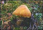 [caperatus-1.jpg]
