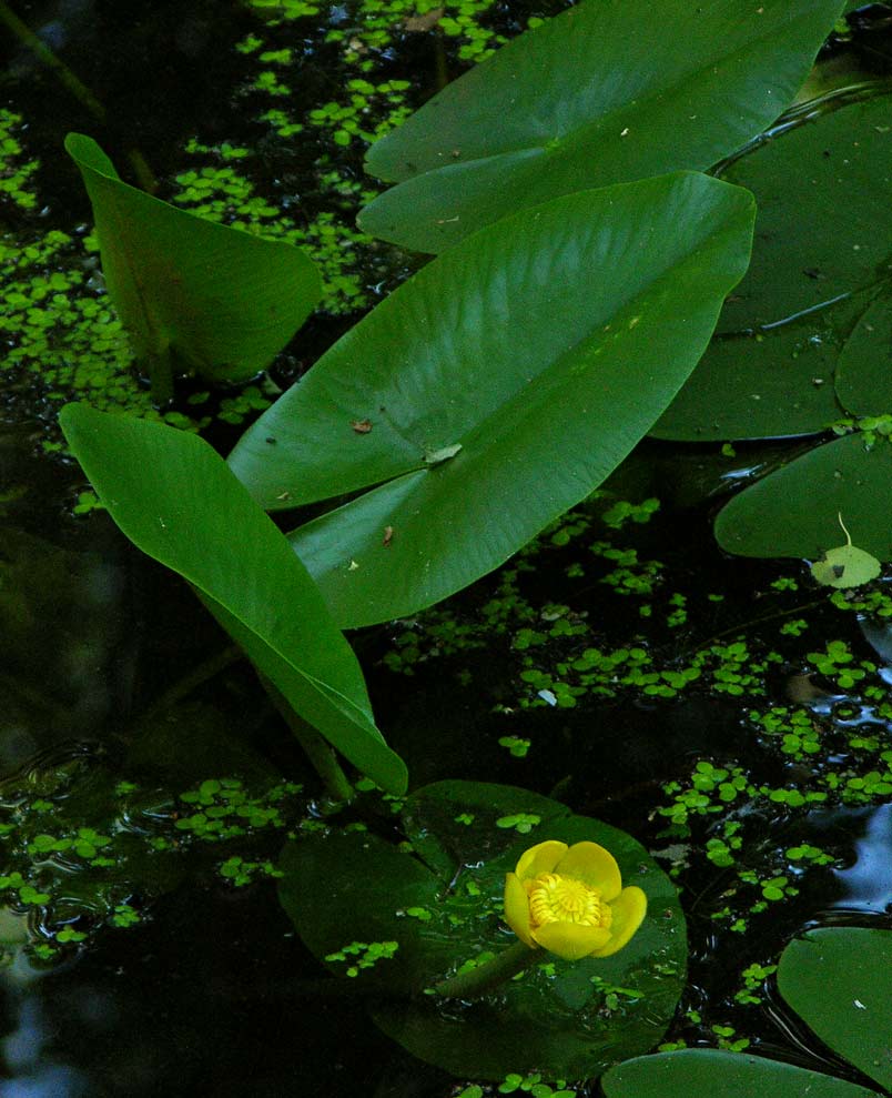 Кубышка условия. Nuphar lutea. Кубышка аквариумное растение. Кубышка японская аквариумное растение. Nuphar pumila.